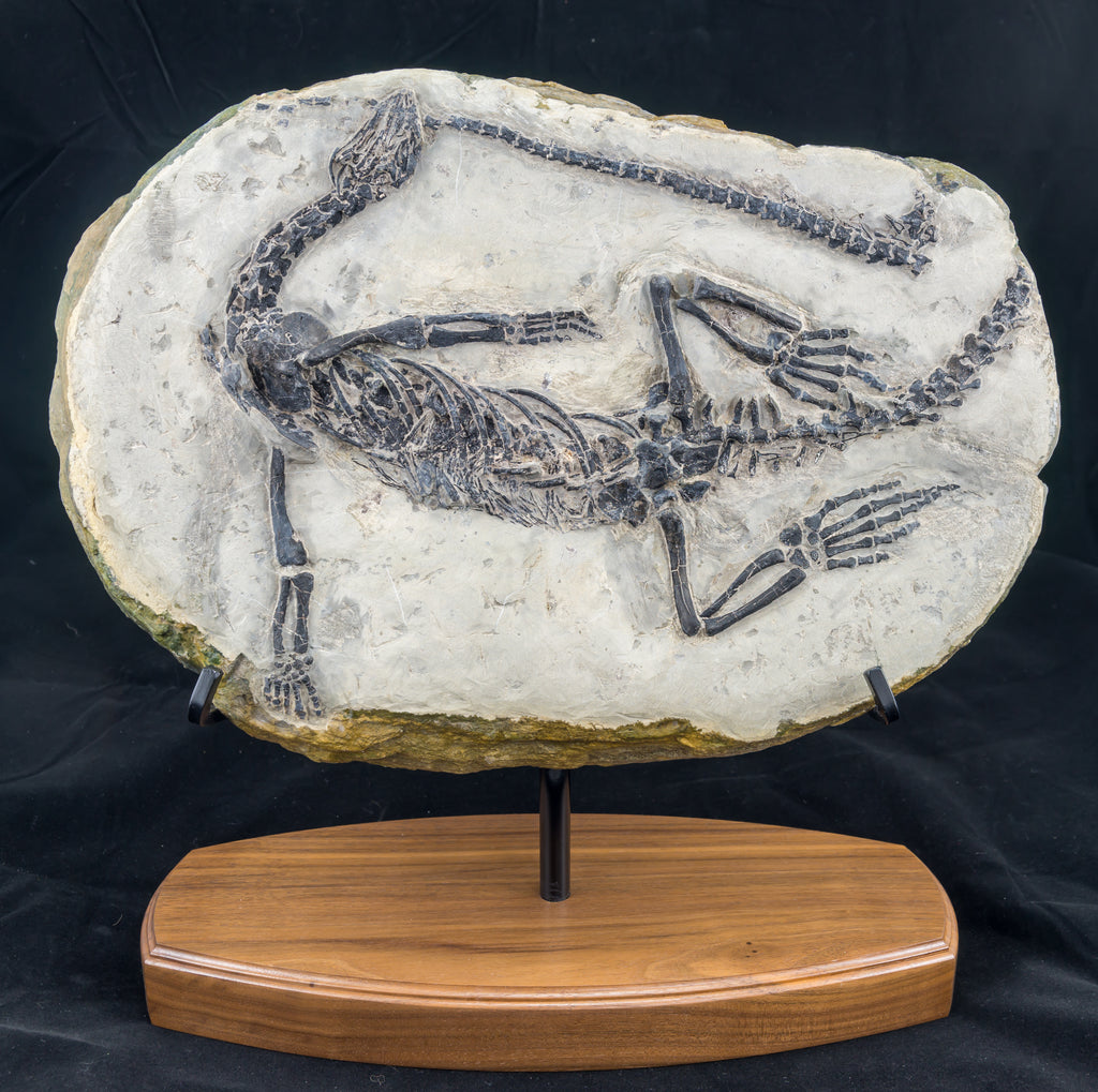 Claudiosaurus germaini #2 – Chalk Hills Fossils