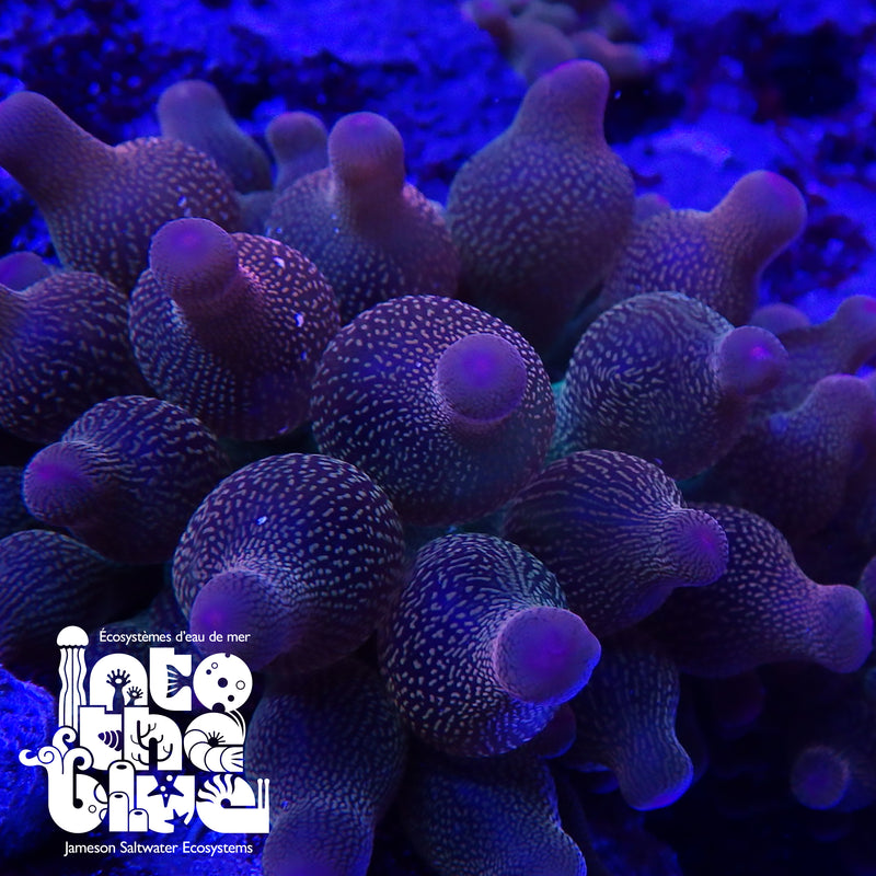 Rose Bubble Tip Anemone