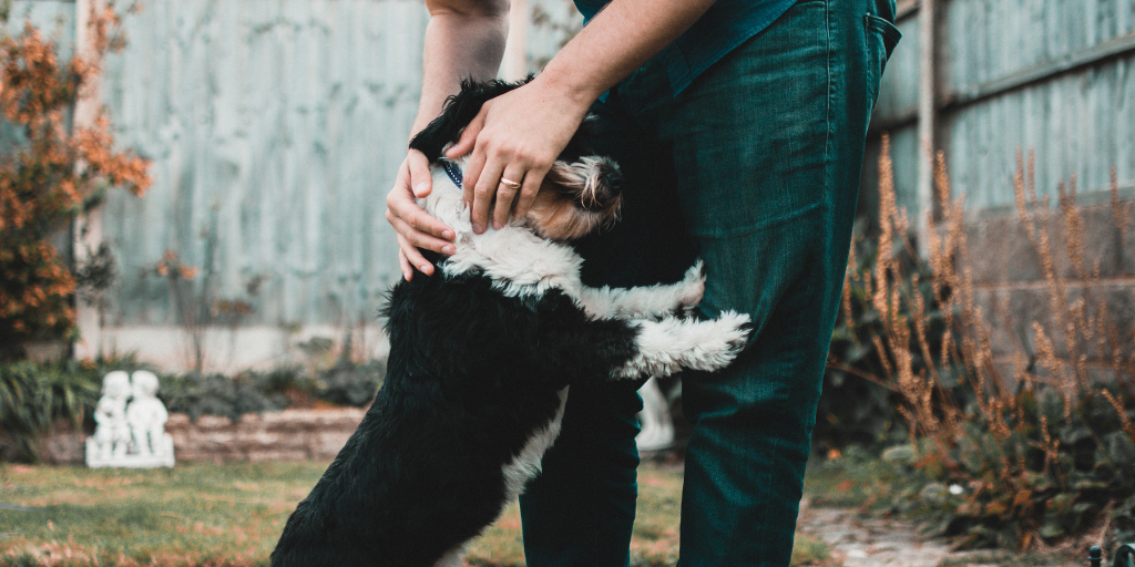 what does it mean when a dog rubs against things