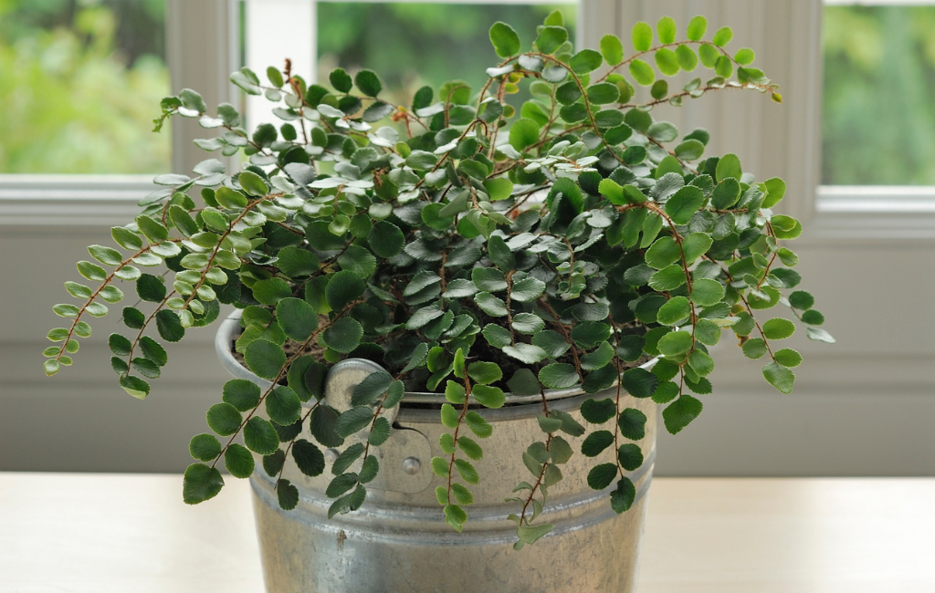 Button fern characteristics and care instructions