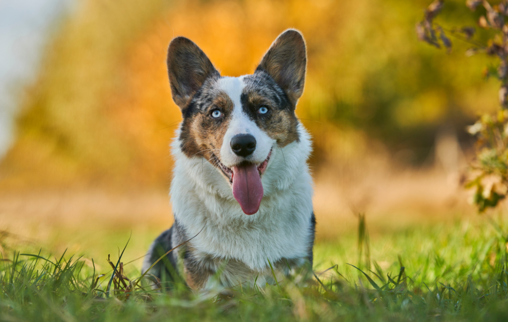 Cardigan Welsh Corgi dog with blue eyes