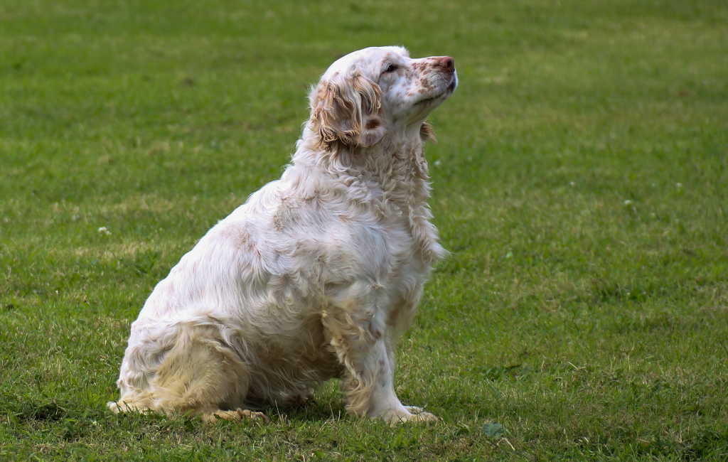 Clumber Spaniel dog