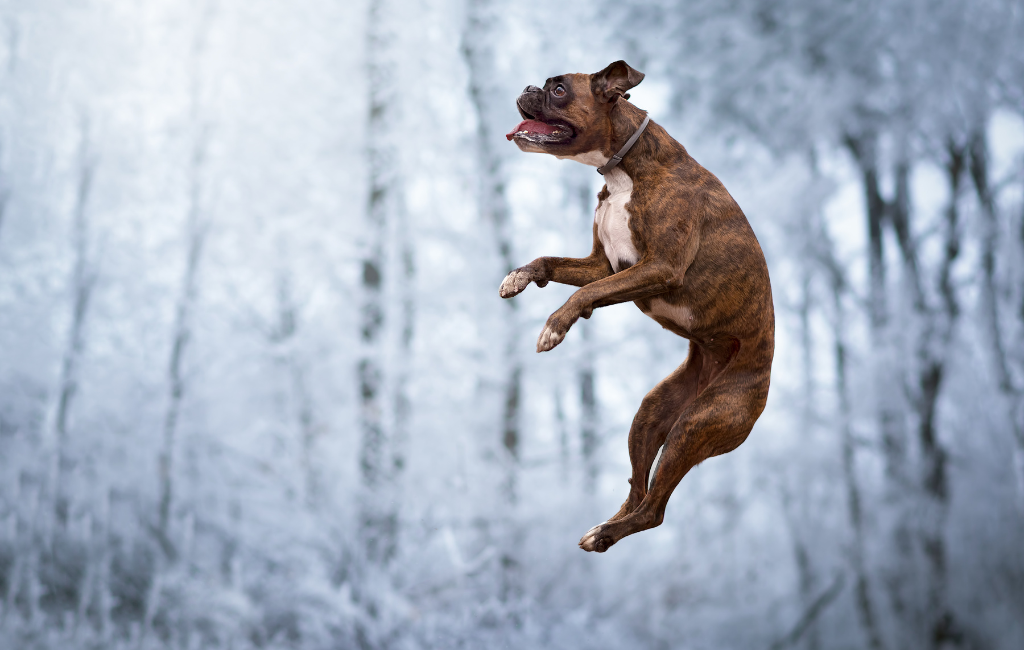 Brindle boxer dog jumping high in snowy woods