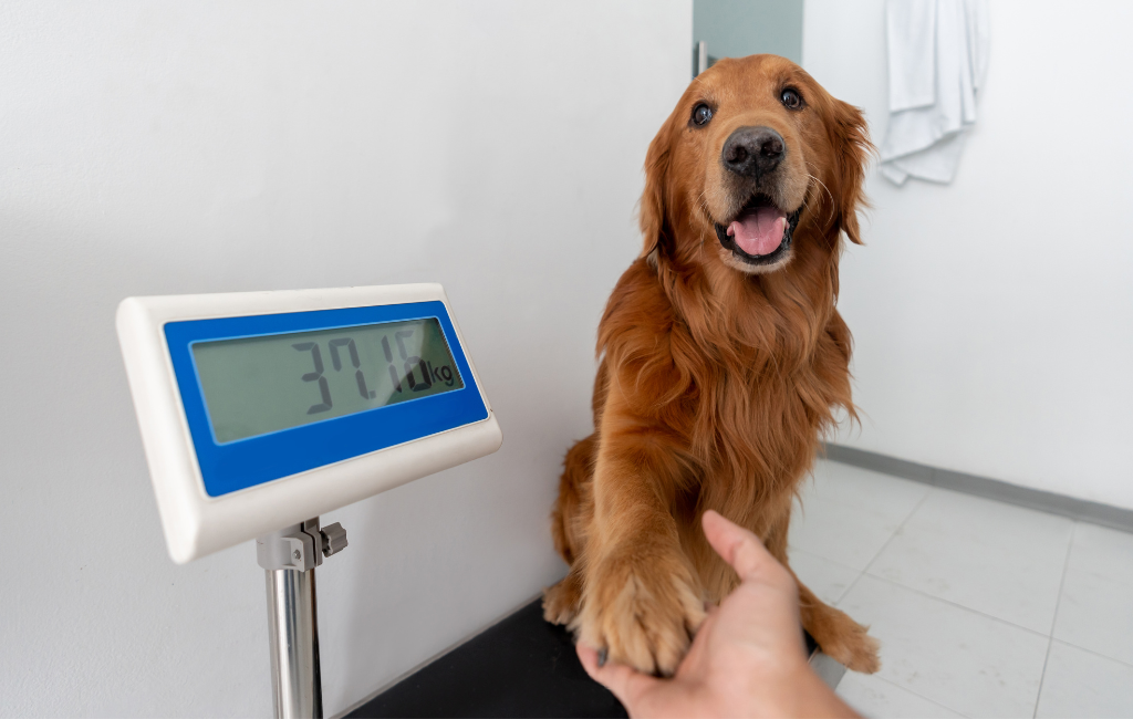 golden retriever dog being weighed at vet giving paw shaking paw shake command