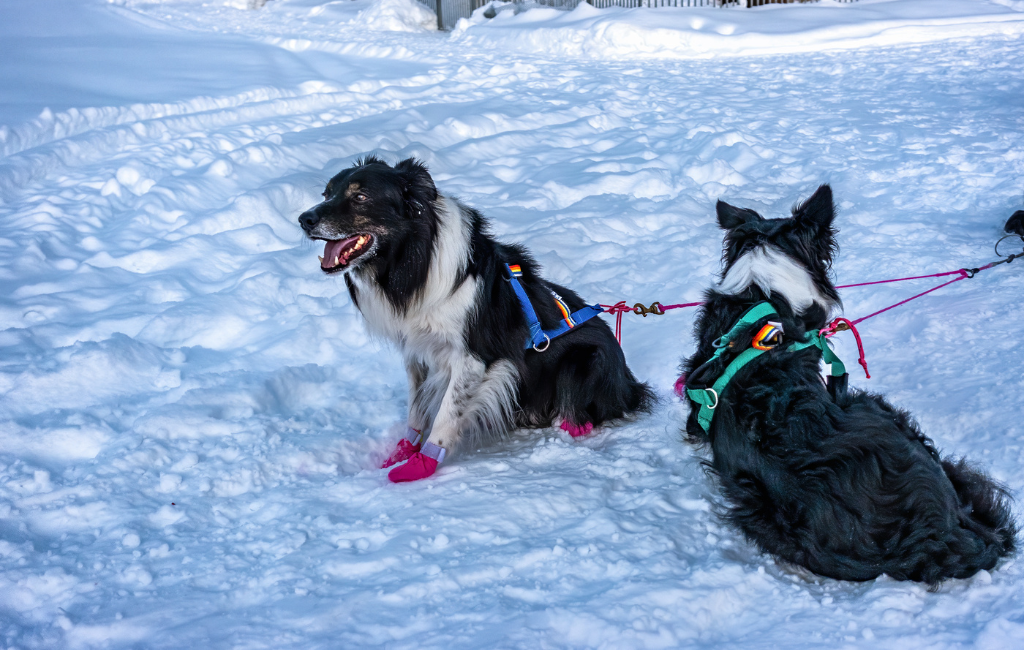 Mackenzie River Husky sled dog breed