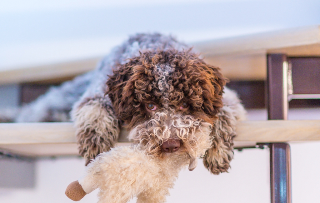 cute Lagotto Romagnolo dog playing indoors lying down with stuffed dog toy plush dog toy