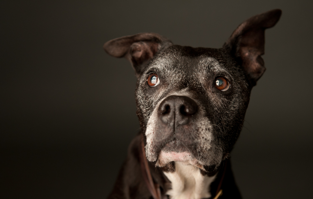 old dog senior dog black dog looking sideways in studio graying gray fur white fur salt and pepper