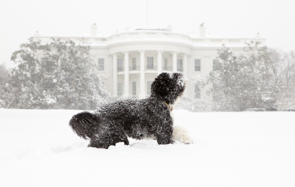 Obama Portuguese water dog bo plays in snow in front of white house famous black dogs