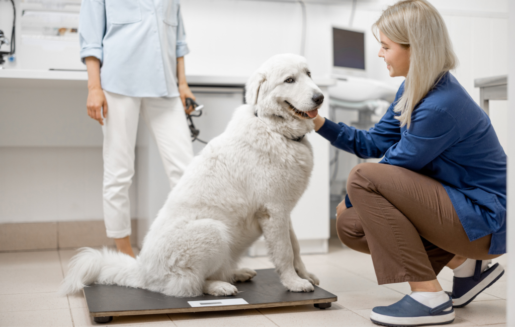 happy white dog sitting on scale at vet golden retriever Great Pyrenees mix
