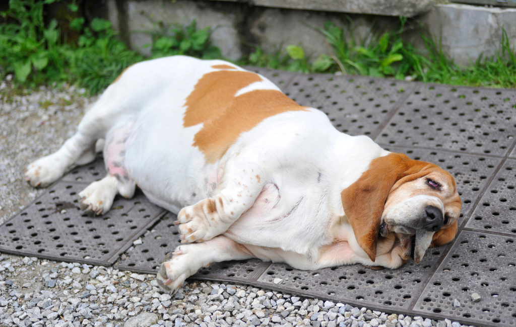 basset hound fat dog
