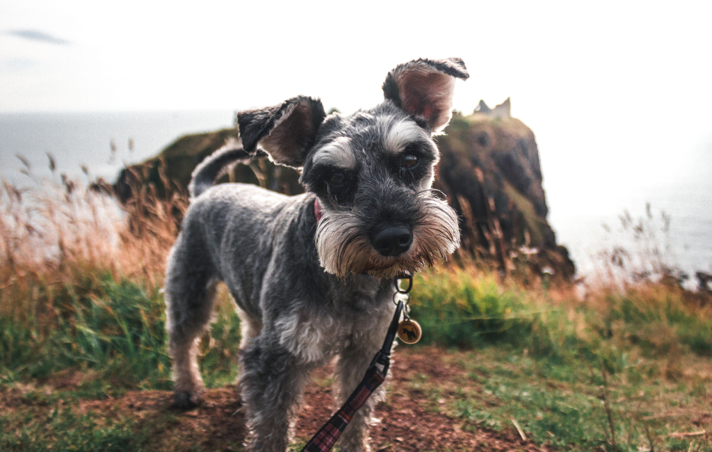 close up photo of miniature schnauzer dog on ocean cliffs outdoor exploration sea side hike