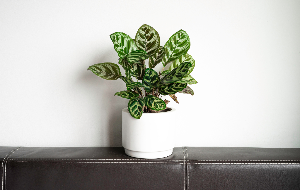 Calathea plant characteristics and care instructions