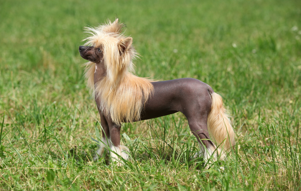Chinese Crested Dog breed
