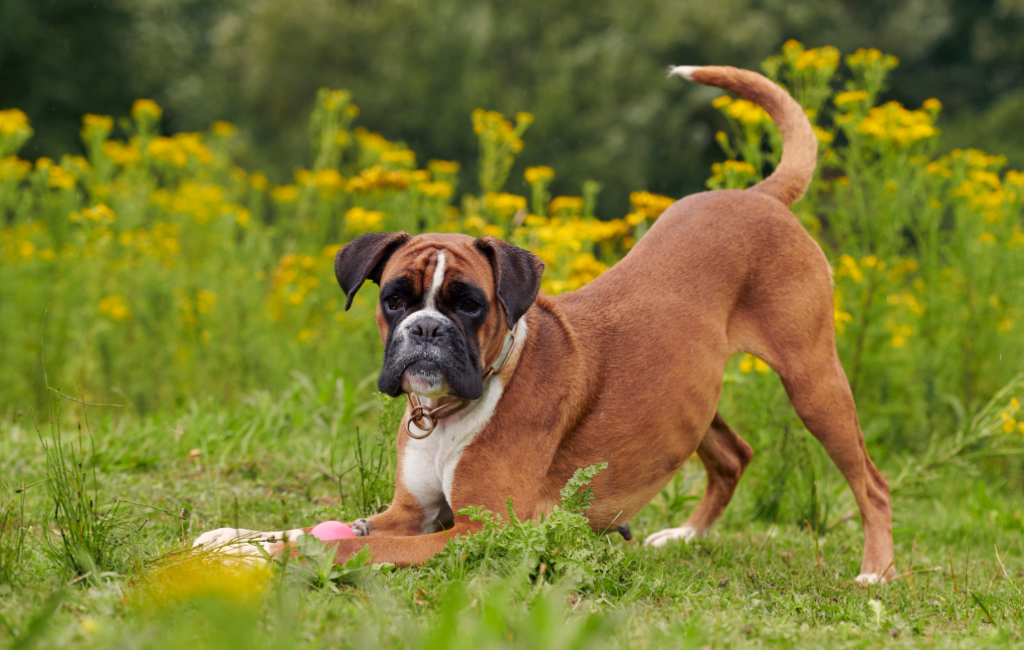 Boxer dog play bow outside in green grass with wildflowers in background