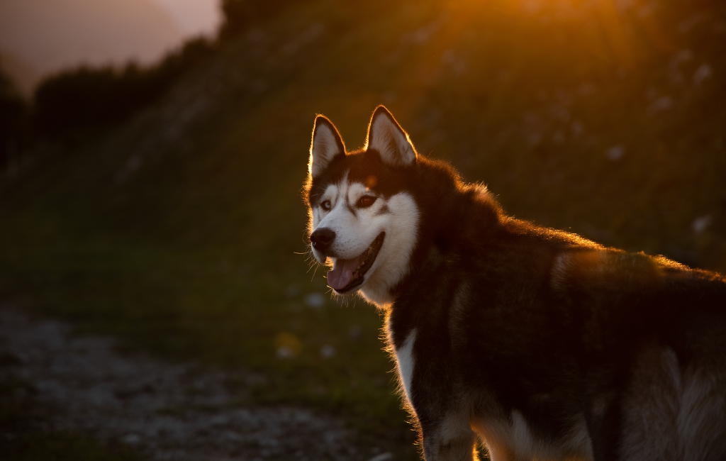 Sakhalin Husky sled dog breed