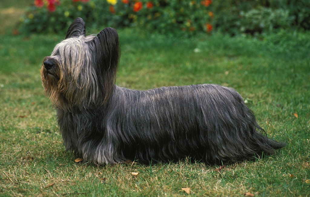 Skye Terrier dog
