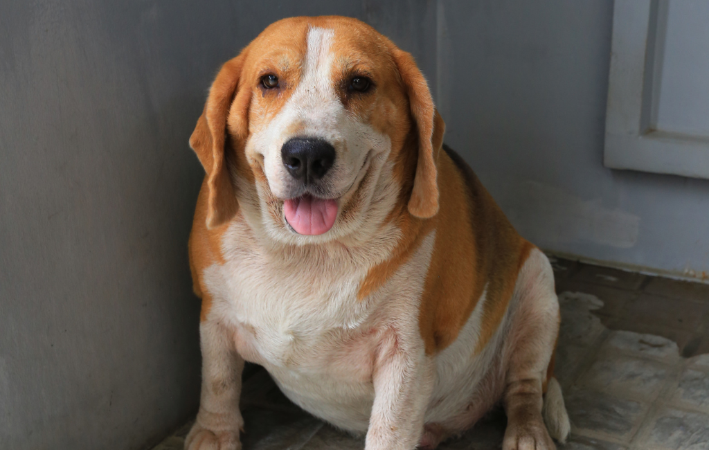 Beagle dog fat dog