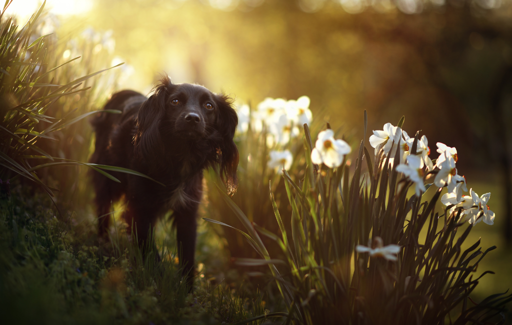 Black Dog in Field of White Flowers mutt mixed breeds