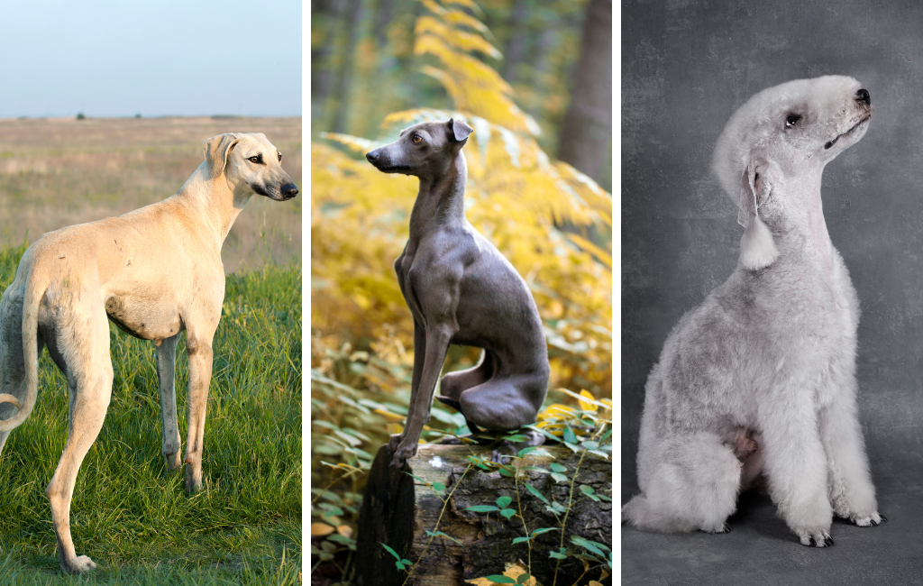 sloughi Italian greyhound bedlington terrier dog dogs