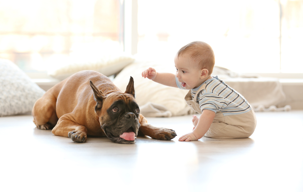 Little baby boy with boxer dog on floor at home