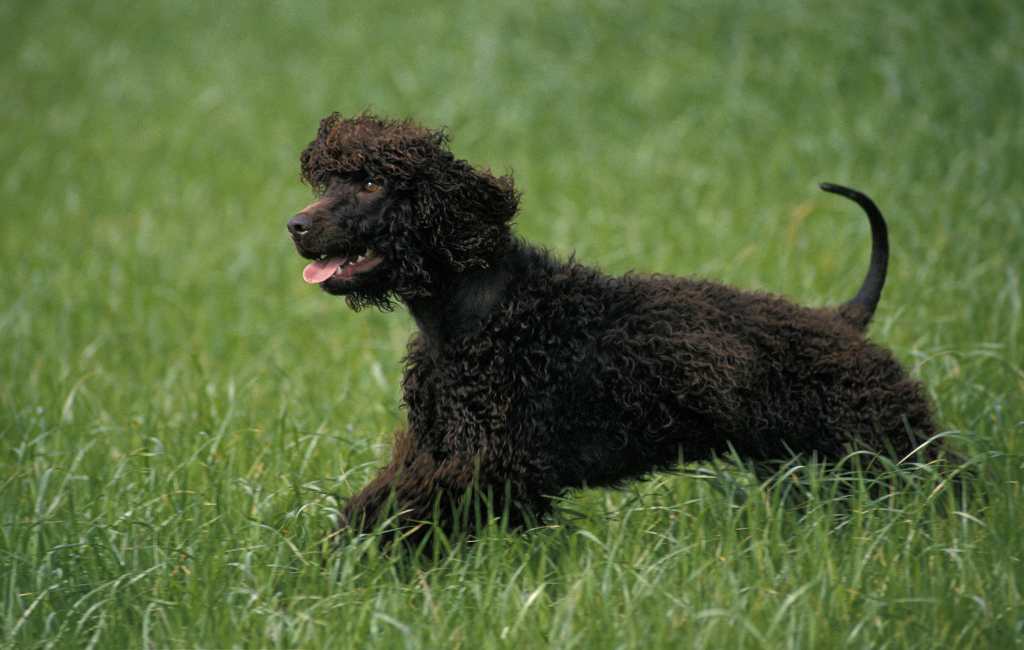 Irish Water Spaniel dog breed