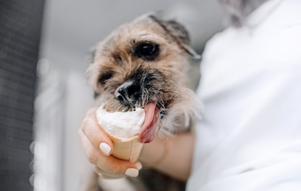 Border terrier dog eating ice cream