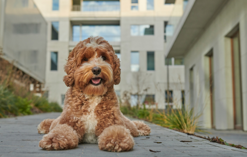 Labradoodle dog