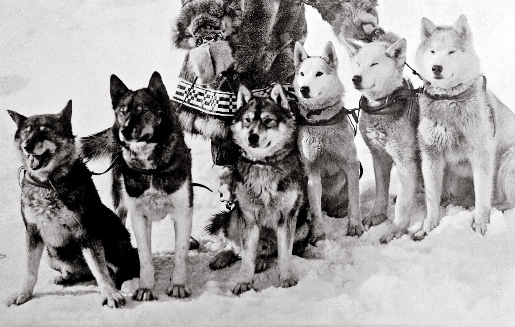 Seppala Siberian Sleddog dogs