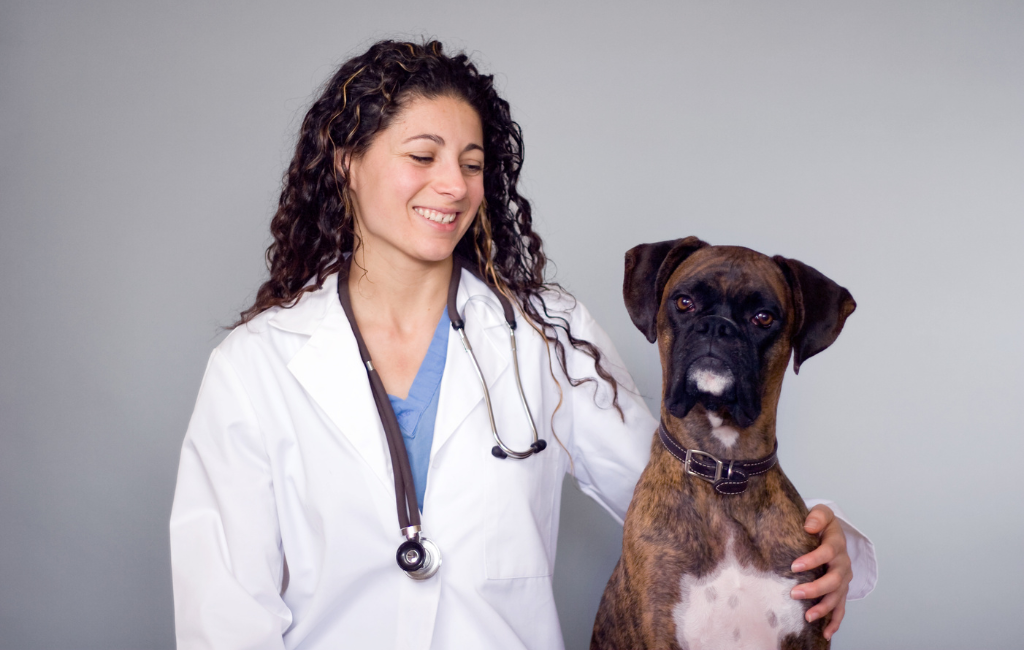 vet veterinary caring for brindle boxer dog