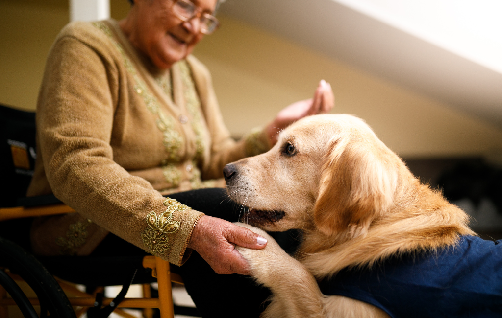 golden retriever dog at nursing home therapy dog