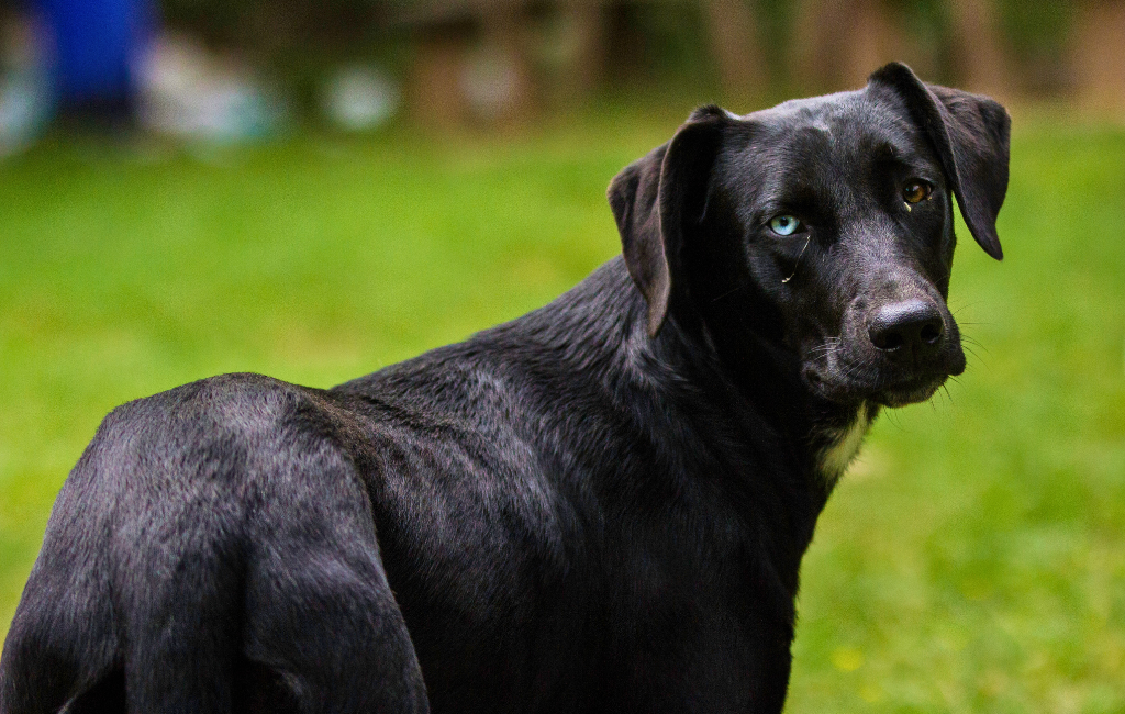 Heterochromia iridis in black dog