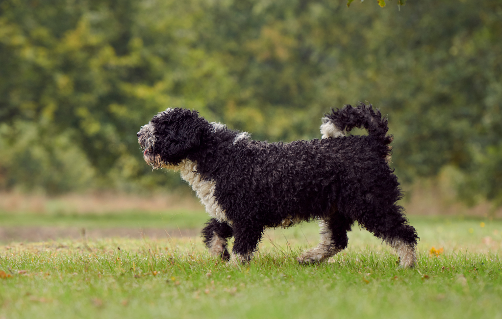 curly coated black and white Spanish water dog standing outdoors on grass walking barking