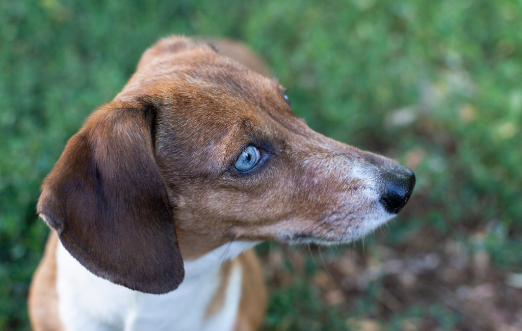 Dachshund dog with blue eyes