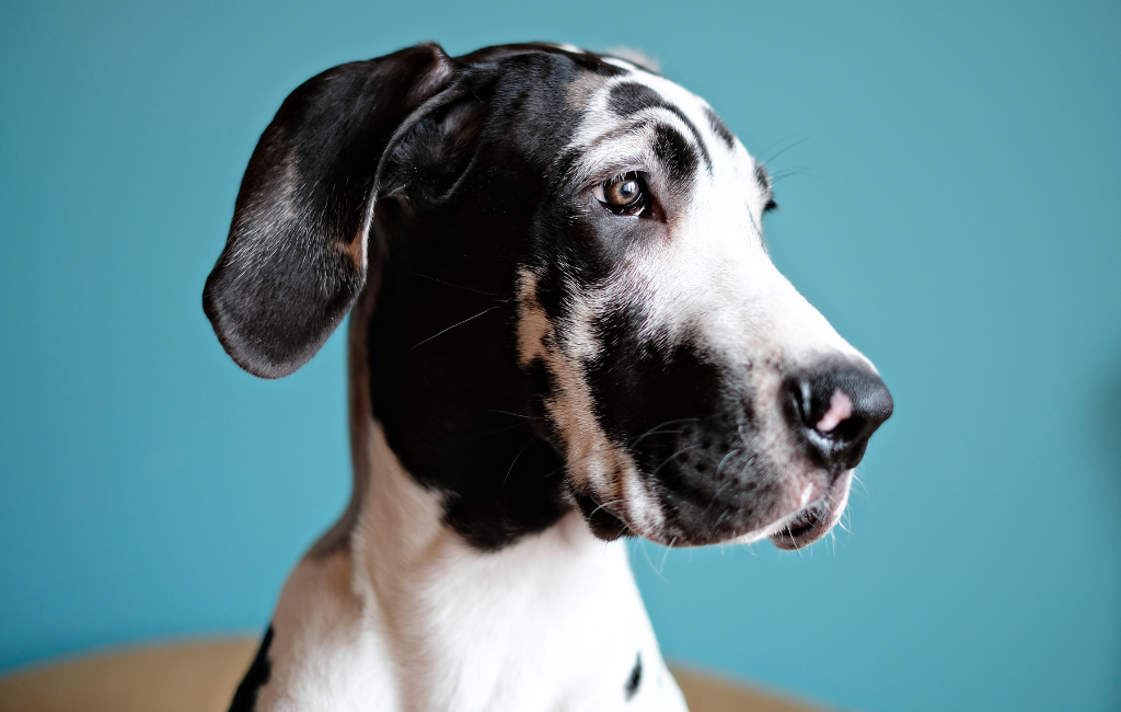 Great Dane dog