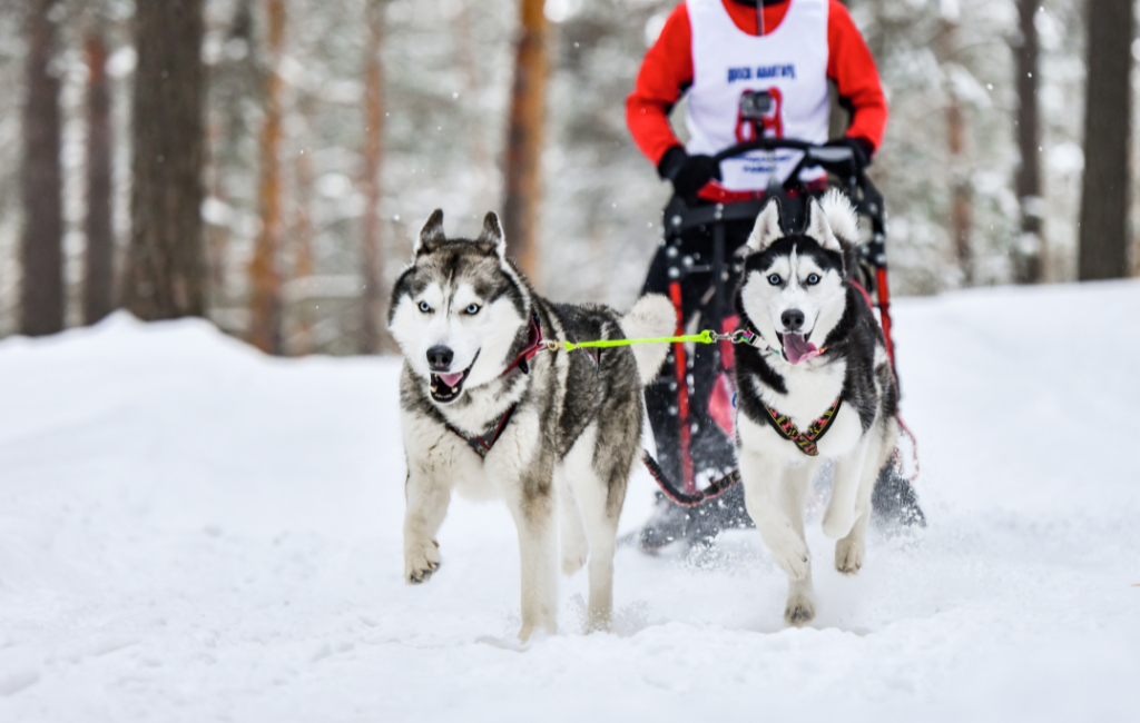 Siberian Husky sled dog breeds