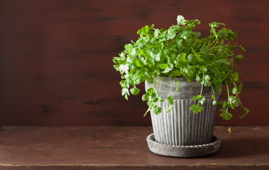 Cilantro characteristics and care instructions