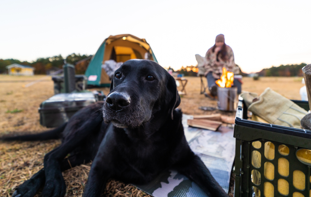 A Black Labrador retriever dog at camp with owner camping