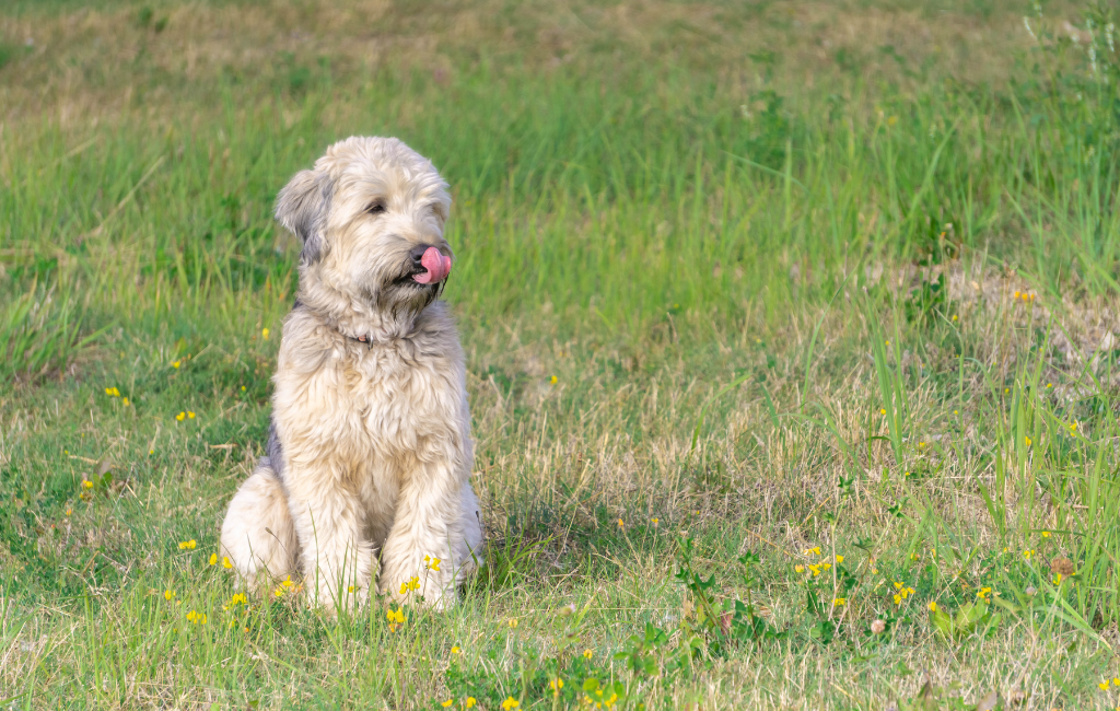 Irish soft coated wheaten terrier open mouth sitting between yellow flowers on green grass licking lips mouth
