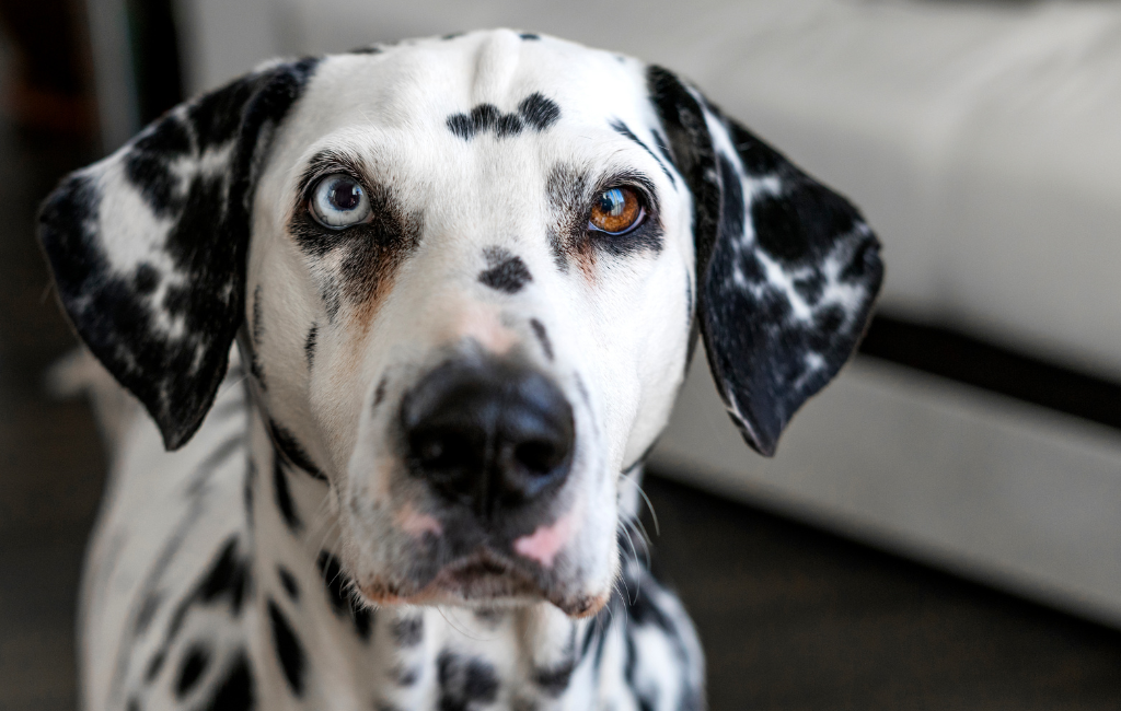Dalmatian dog with blue eyes one blue eye dog heterochromia in dogs