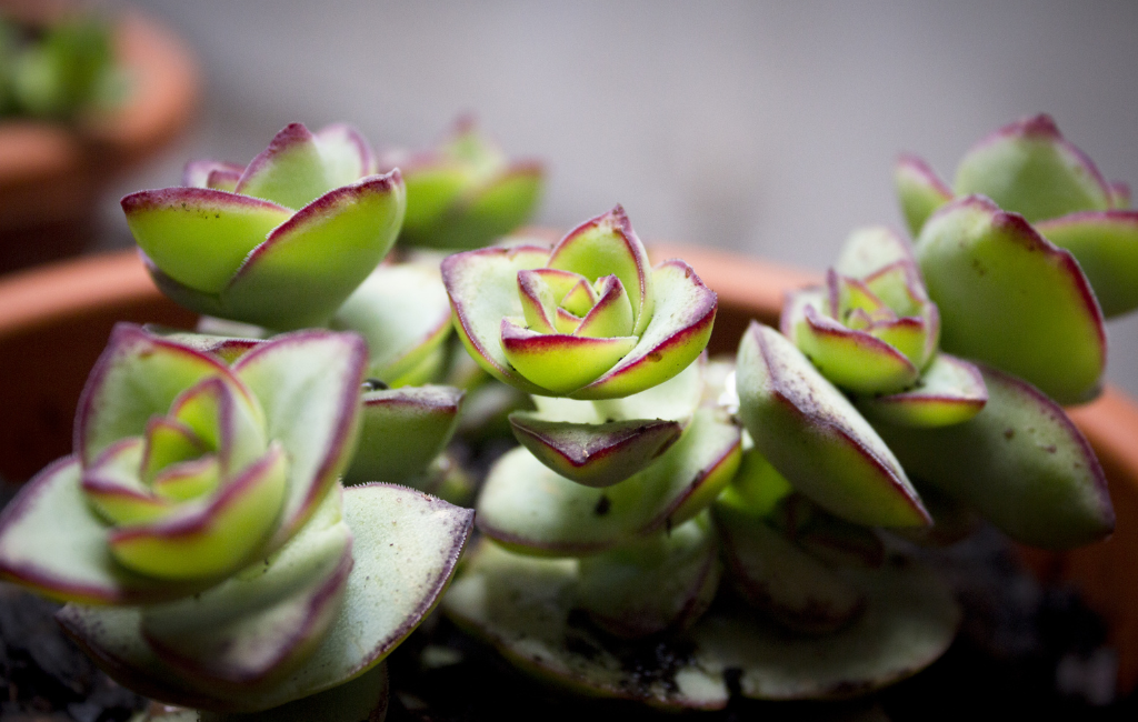 Copper rose succulent plant characteristics and care instructions