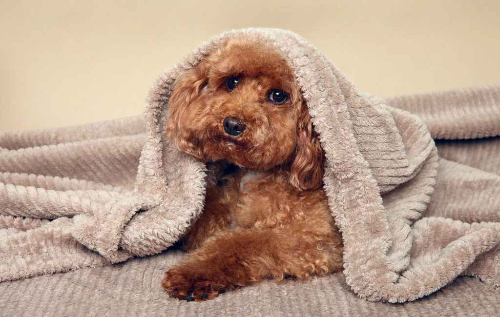 golden brown toy poodle dog lying under blanket on the couch