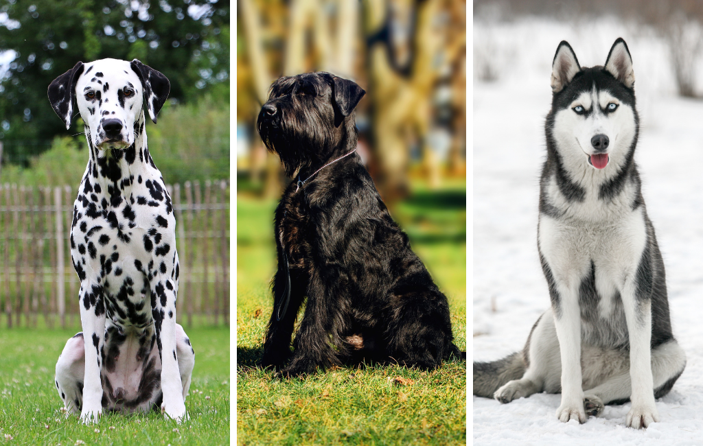 Dalmatian giant schnauzer Siberian husky dog dogs