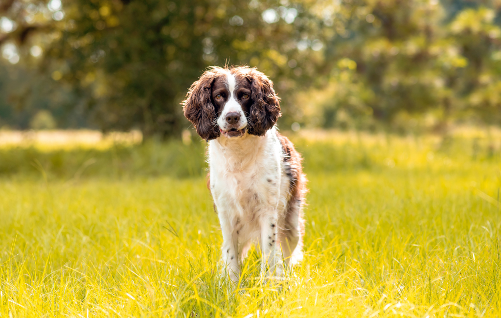 English Springer Spaniel dog