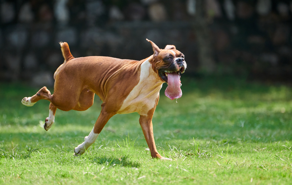 Boxer dog runs on green grass outside with long Boxer dog tongue hanging out