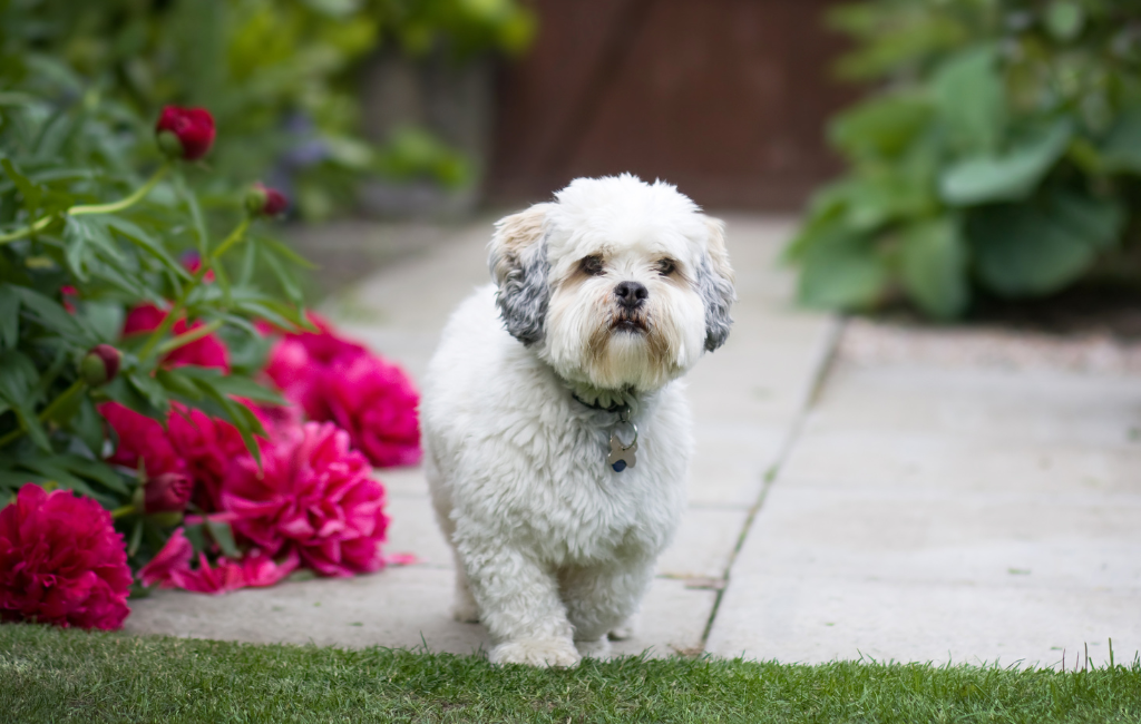 Lhasa Apso dog