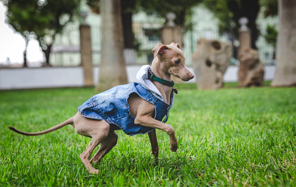 Italian Greyhound dog breed