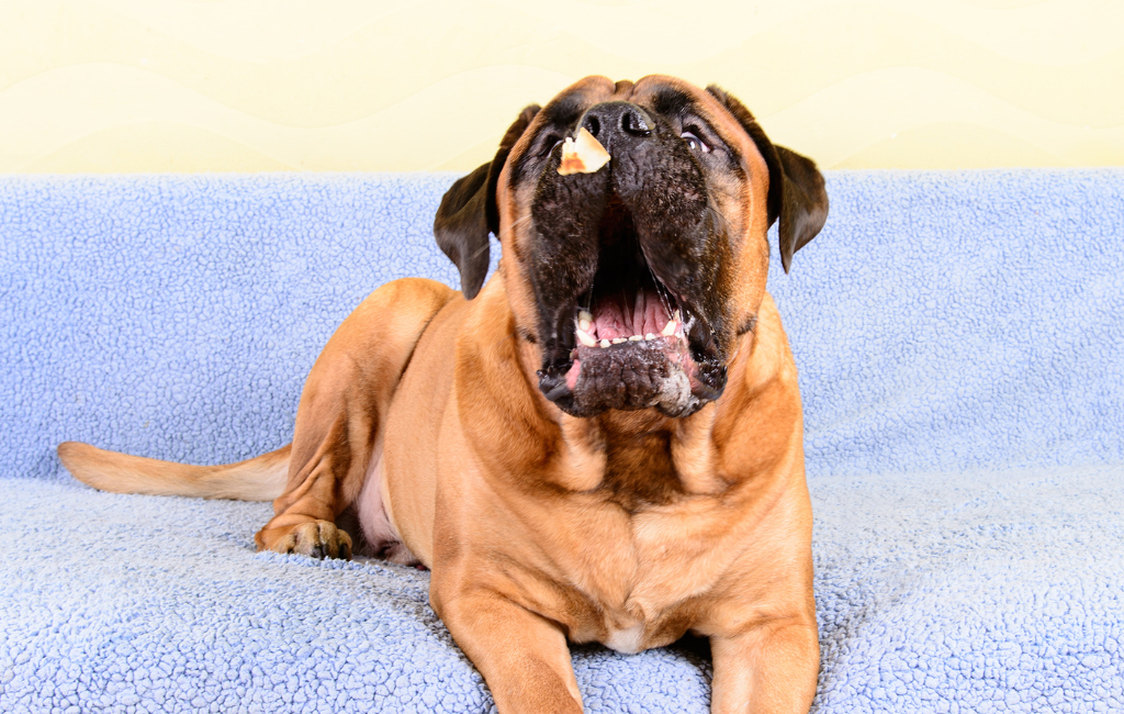 Bullmastiff dog catching treat