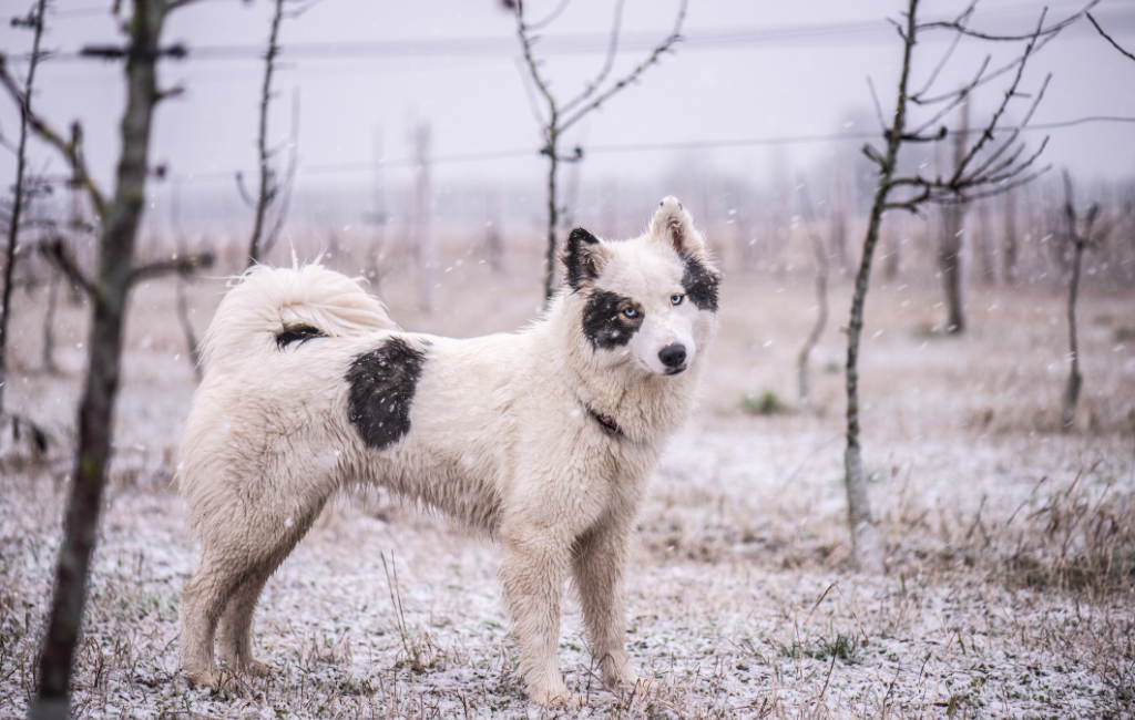 Yakutian Laika sled dog breed