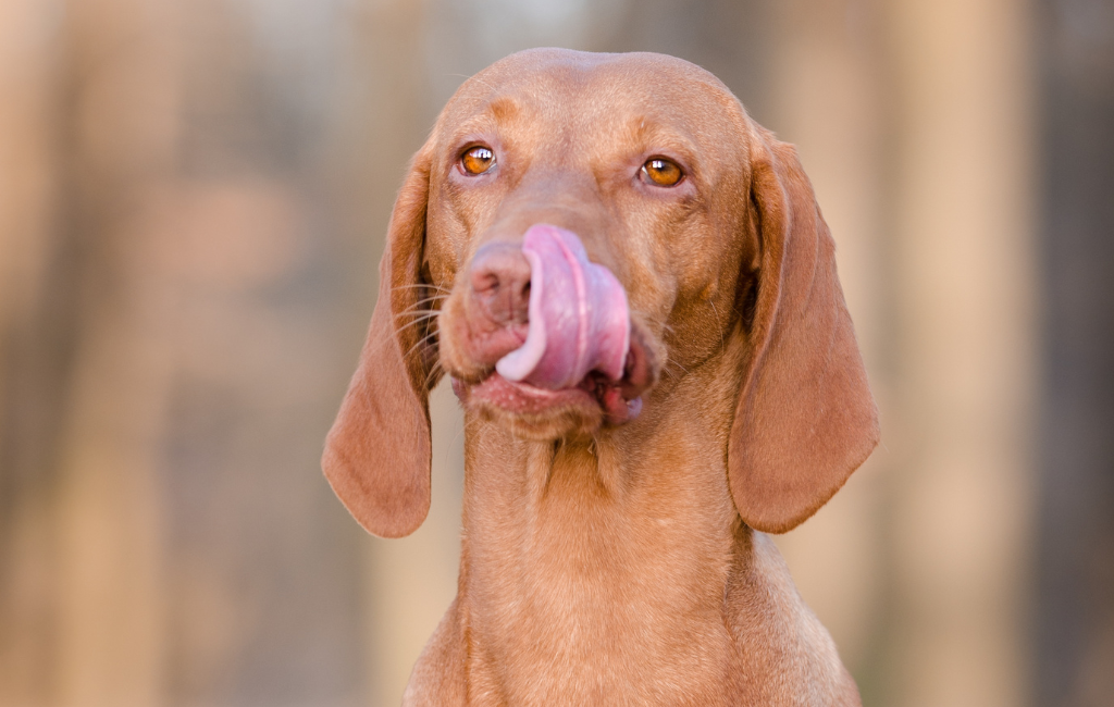 photo of Hungarian pointer vizsla hound dog in spring time in forest licking nose mouth and lips