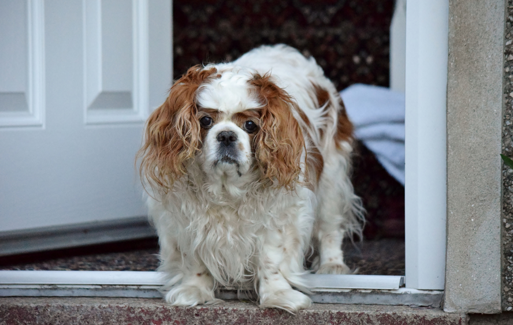 Cavalier King Charles Spaniel fat dog